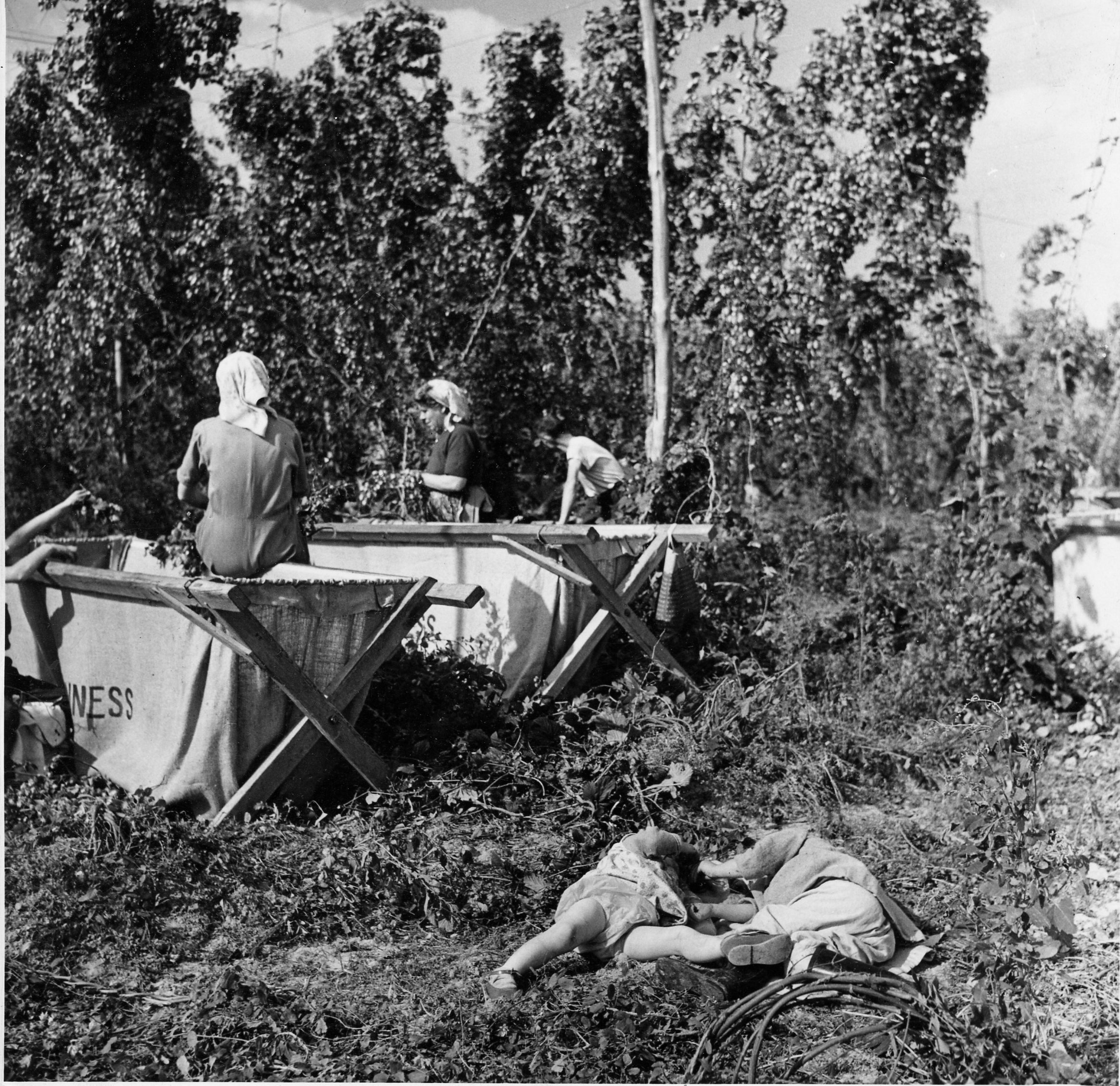 Children in the Hop Garden