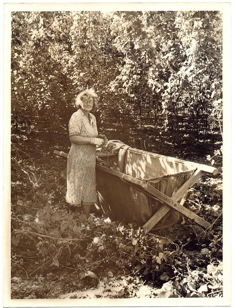 Ada Catt Picking Hops