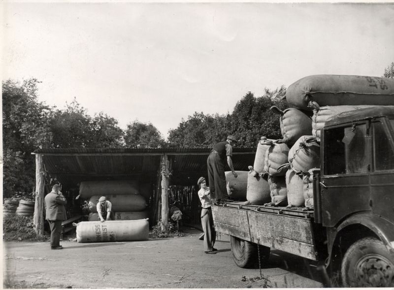 Loading hop pockets onto lorry